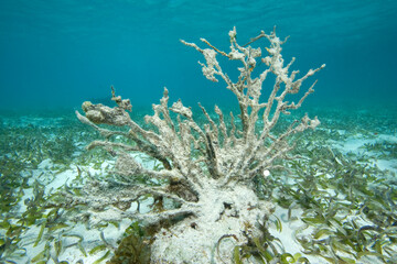 Dead coral, probably a Sea Fan, in Turtle Grass bed, Florida Keys National Marine Sanctuary,...