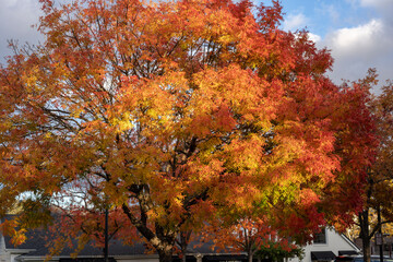 Obraz premium autumn in the park