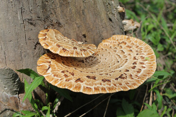 Pheasant's back mushroom on a the trunk of a dead green ash tree at Harms Woods in Skokie, Illinois