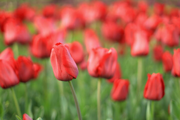 Obraz premium Red tulips in the foreground with the background out of focus