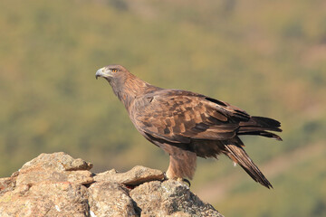Golden eagle (Aquila chrysaetos). perched on a rock
