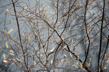 Fototapeta na wymiar branches of a tree