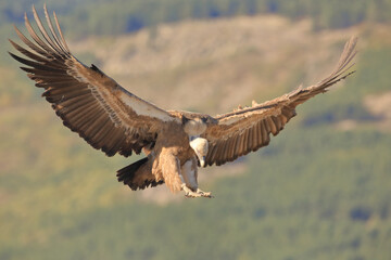 Griffon Vulture (Gyps fulvus) in the foreground landing with wings outstretched