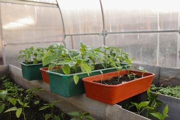 Long pots with seedlings of peppers stand in the greenhouse.
