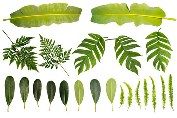 Tropical Leaves. Different tropical leaves on white background