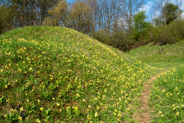 flowering primroses near Olomouc, Czech Republic