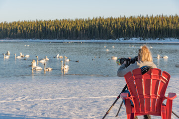 Woman, lady taking photos, shooting tundra, trumpeter swans on an icy lake river in northern Canada...