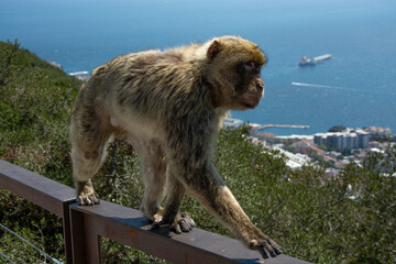 macaque on railing in gibralta close up 