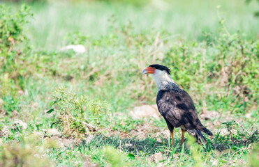 Caracara cheriway