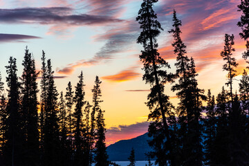 Stunning, colorful sunset seen in spring time from northern Canada with wonderful pink, purple, orange and yellow bright, vibrant colors. Spruce trees, woods, forest in foreground of scenic view. 