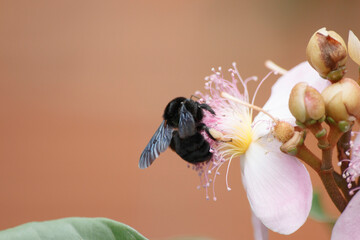 The Dance of Pollination: Bee Visits Orange Blossom