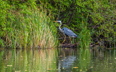 Blue heron stands among greenery at lake symmetrically reflected in watr mirror