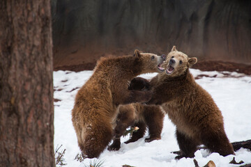 brown bear cubs play fighting