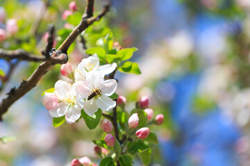 Fototapeta na wymiar Apple blossoms over blurred nature background. Spring flowers. Spring Background.
