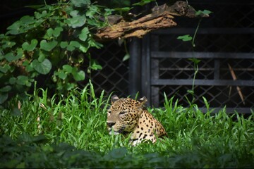 leopard in the tree