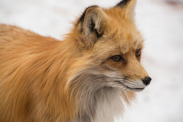 red fox portrait
