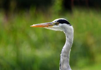 Close Up of Grey Heron head out of focus background