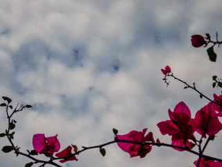 Pink flowers framing the blue sky with white clouds