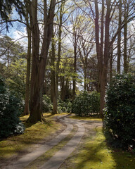Fototapeta premium Weg unter Bäumen, umsäumt von Rhododendren nahe der Waldstraße auf dem Ohlsdorfer Friedhof