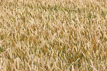 	
wheat field in summer	