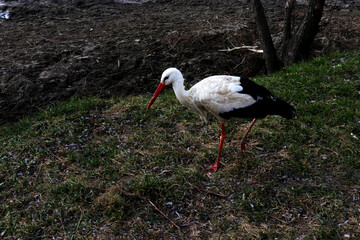 Stork on the bank of the Dniester River. Black and white bird on the river beach. A bird used to people
