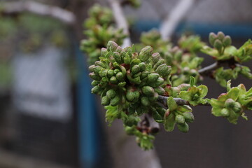 Green morning grass with dew. Spring day after rain. Sunny morning