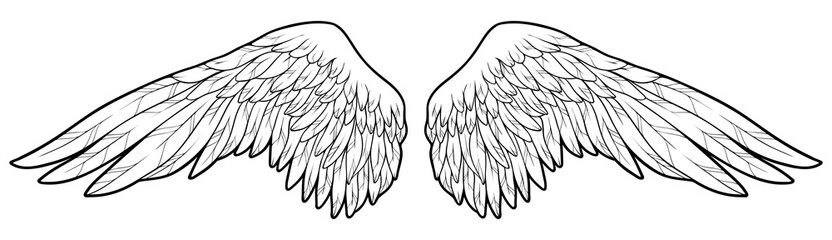 Beautiful angel wings, monochrome, vector