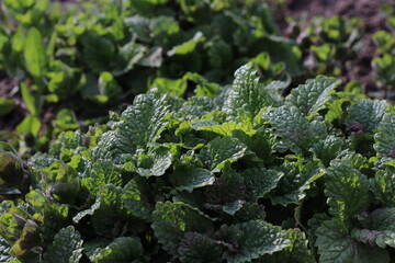 Green morning grass with dew. Spring day after rain. Sunny morning