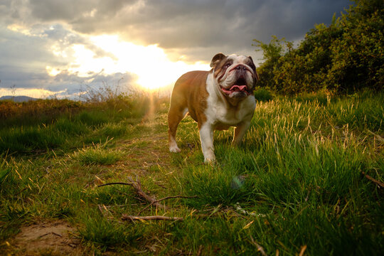 bulldog in the field at sunset
