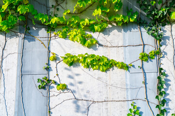 Ivy leaves growing on concrete wall