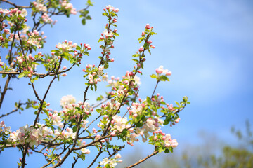 Apple blossoms over blurred nature background. Spring flowers. Spring Background.