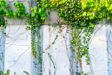 Ivy leaves growing on concrete wall