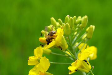 Gelbe Rapsblüte mit Biene und Ungeziefer und grüner Hintergrund - Stockfoto