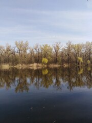 Fototapeta na wymiar spring trees reflected in water