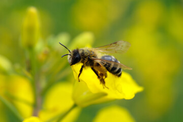 Biene auf gelber Rapsbl&uuml;te - Stockfoto