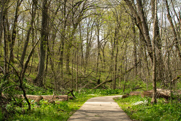 Trails through the woodland.