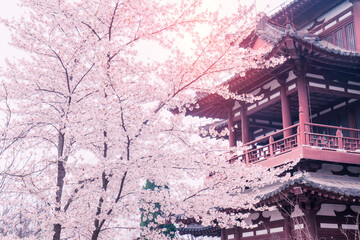 Cherry Blossom with traditional chinese roof in qing long temple,xi an,china.