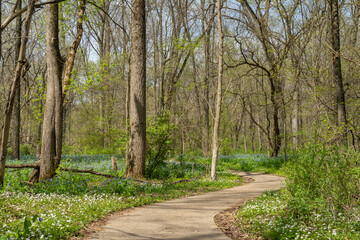 Fototapeta premium Trails through the woodland.