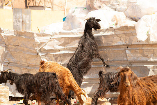 Bedouin goats near the garbage can in the desert in Africa in Egypt