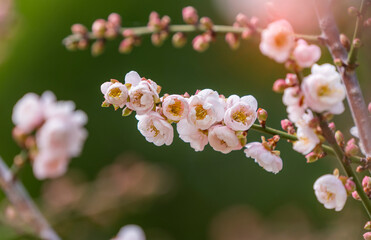 pink plum bloossom in garden