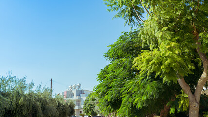 Calliandra eriophylla leaves growing thick in Cyprus