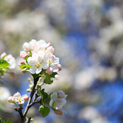 Apple blossoms over blurred nature background. Spring flowers. Spring Background.