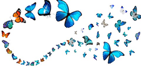 Butterfly Stock Image White Background