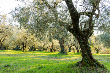 The trees and their magnificence