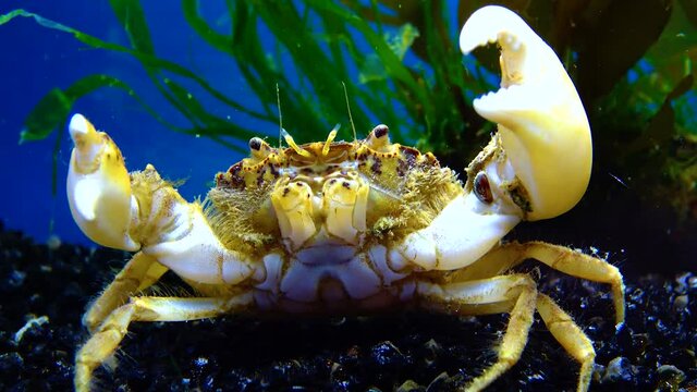 Black Sea, Invasive crab, invader Rhithropanopeus harrisii (Zuiderzee crab, dwarf crab, estuarine mud crab)