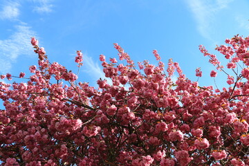 Pink royal sakura blooming branches in sunlight. Springtime in german park. Blue sky.