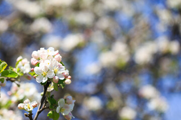 Apple blossoms over blurred nature background. Spring flowers. Spring Background.