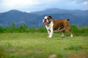 British bulldog in the countryside