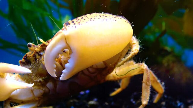 Black Sea, Invasive crab, invader Rhithropanopeus harrisii (Zuiderzee crab, dwarf crab, estuarine mud crab)