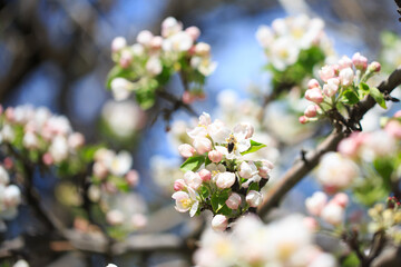 Apple blossoms over blurred nature background. Spring flowers. Spring Background.